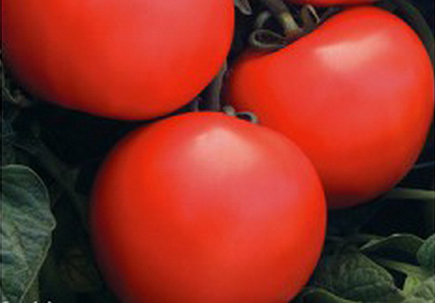 томаты из голландии