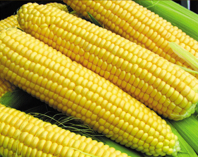 Кукуруза из Франции Супер Санданс f1 ЭЛИТ (10 семян)