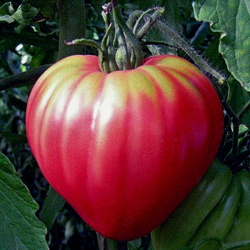Семена томата Фудзияма F1 (семена помидора)