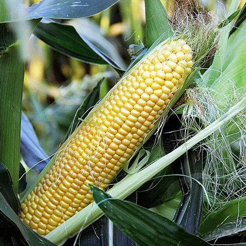 Кукуруза из Франции Мегатон f1 ЭЛИТ (10 семян)