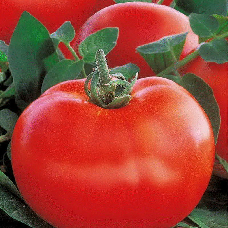 Семена томата Розалин F1 - индетерминантный крупноплодный гибрид