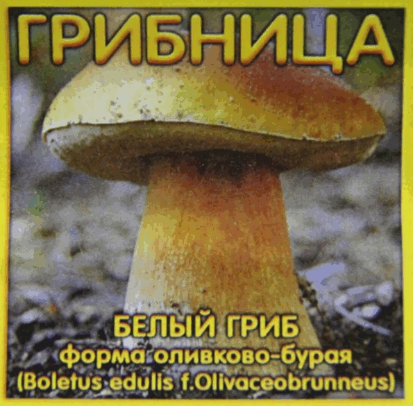 Грибница белого гриба (оливково-бурый): Вам достаточно одного внесения для эффективного результата на всю жизнь растения Грибница гриба белого (оливково-бурый) - достаточно одного внесения - и грибы будут у Вас много лет