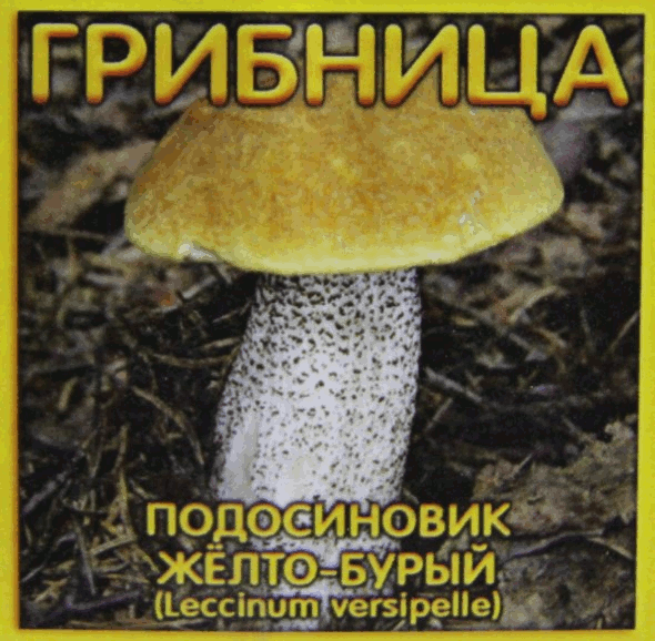Реальность при посадке мицелия микоризного: подосиновик желто-бурый на Вашем участке Вам обеспечены отличные грибы на следующий год после посадки. Подосиновик желто-бурый.