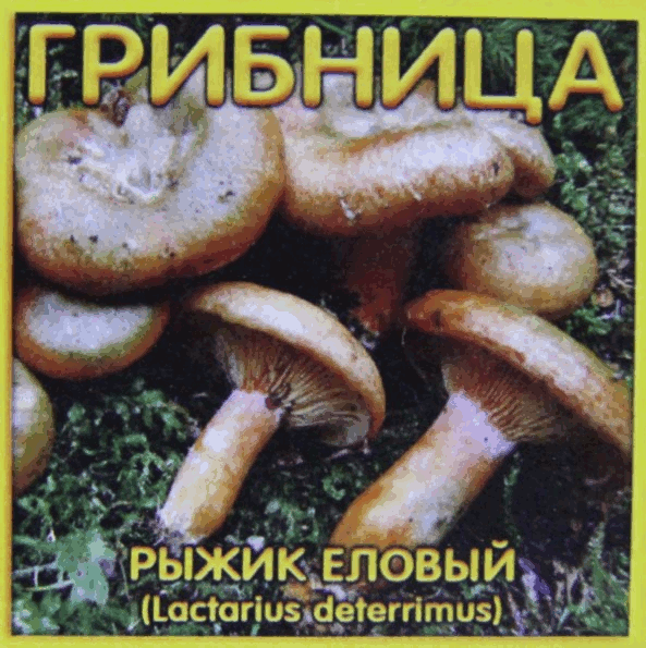 Субстрат для хвойных растений - грибница (рыжик еловый) является природным естественным био-удобрением Грибница рыжика елового: достаточно одного внесения для эффективного результата на всю жизнь растения