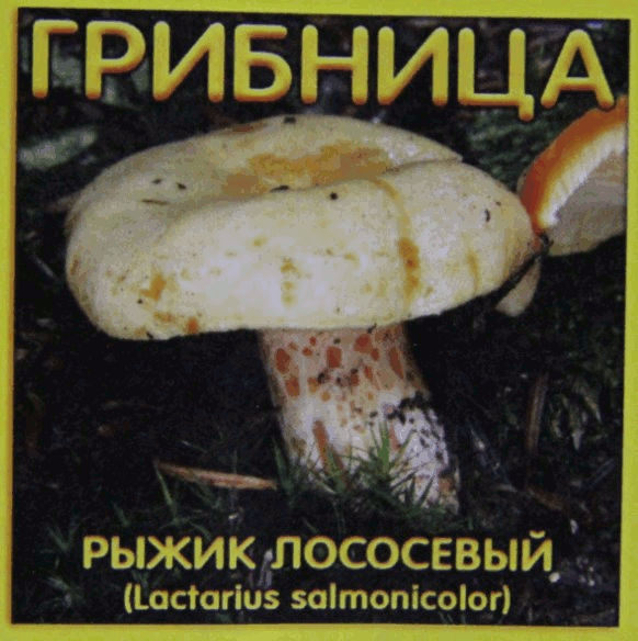 Грибница рыжика лососевого: достаточно одного внесения для эффективного результата на всю жизнь растения Посадочный материал для выращивания грибов (рыжик лососевый) - отличный субстрат микоризный.