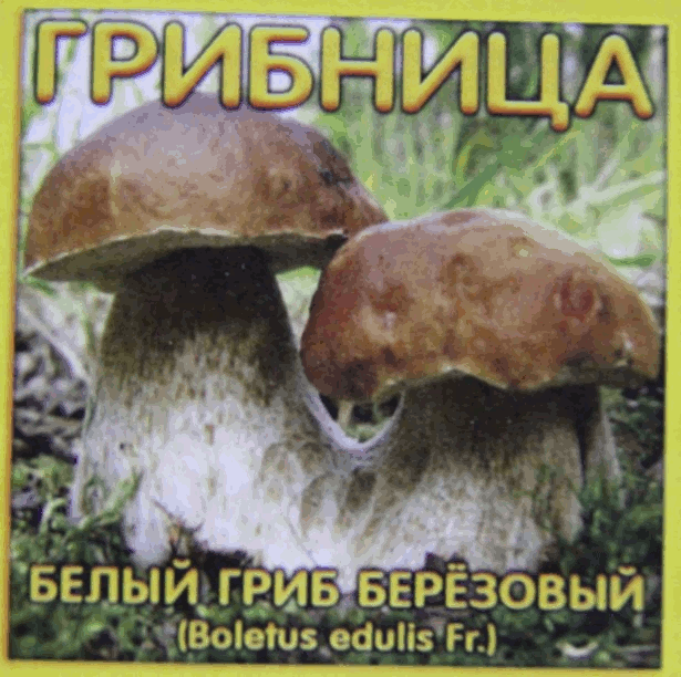 Грибница белого гриба березового - достаточно одного внесения для эффективного результата на всю жизнь растения Грибница белого гриба (Березовый): достаточно одного внесения - и грибы будут у Вас много лет