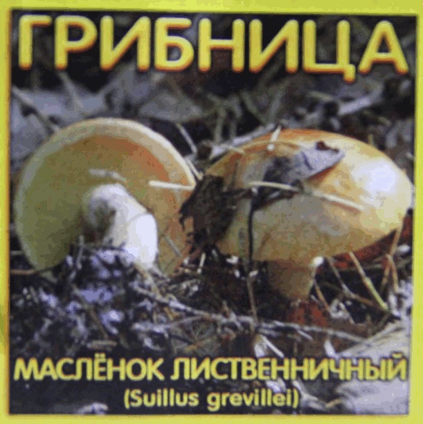 Субстрат для хвойных растений - грибница масленка лиственничного является природным естественным био-удобрением Это - отличный материал для выращивания грибов масленка лиственничного плюс натуральный органический питательный грунт для хвойных растений