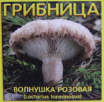 Волнушка розовая (мицелий), 1 л - отличные грибы для засолки и маринования