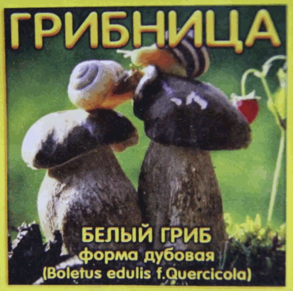Материал для выращивания белых грибов (дубовых), плюс натуральный органический питательный грунт для хвойных растений - это грибница микоризная Грибница белого гриба (дубовый): вам достаточно одного внесения для эффективного результата на всю жизнь растения