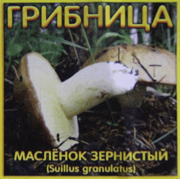 Посадочный материал для выращивания грибов (масленок зернистый) плюс натуральный органический питательный грунт для хвойных растений Грибница масленка зернистого - достаточно одного внесения для эффективного результата на всю жизнь растения
