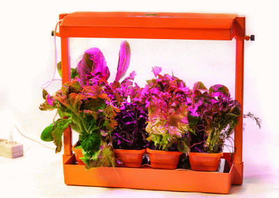 Волтера-Фито - установка для выращивания растений в домашних условиях с регулировкой освещенности. Цвет - оранжевый