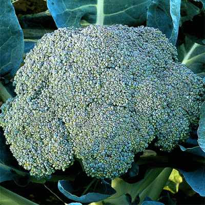 Капуста брокколи Амеро F1, 10 семян