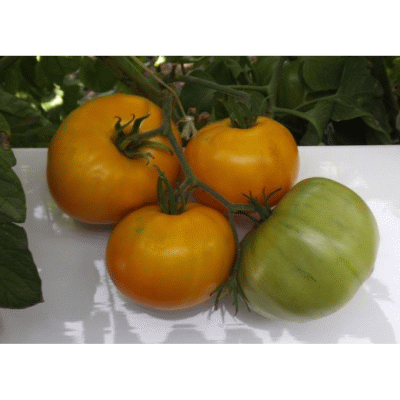Ананас Бильбао, томат, 5 семян