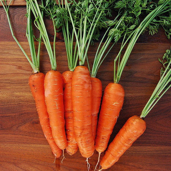 Вас порадуют корнеплоды, полученные из семян моркови Наполи ЭЛИТ F1 своей величиной и вкусом!