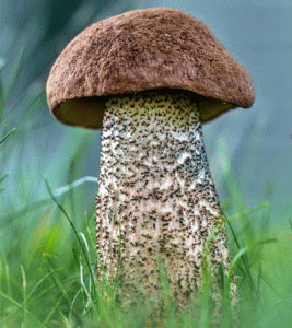 <b>Очищенные споры черноголовиков</b>- выращенные на любом участке грибы быстро размножаются. Вы будете собирать у себя на даче богатый урожай грибов-красавцев!