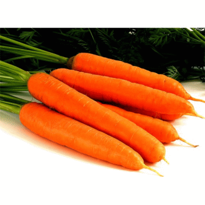 Морковь Дарина для длительного хранения, переработки и потребления в свежем виде