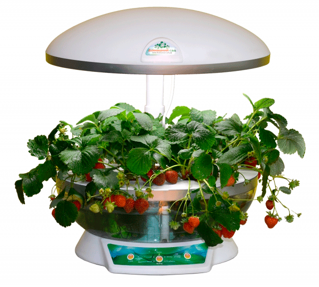 Уникальная установка Домашний сад: круглый год выращиваем урожай зелени и овощей в домашних условиях.