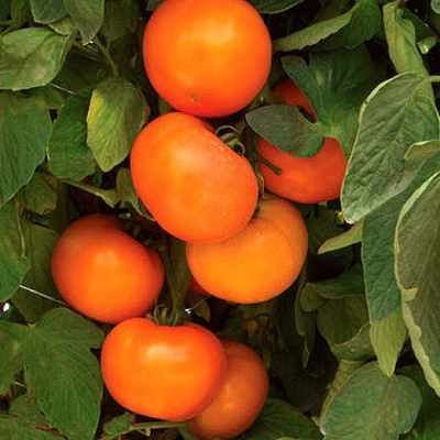 Голден Сет F1, томат, 5 семян