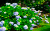 <b>Фотосетка Гортензия синяя (158*250 см):</b> прекрасные цветы у Вас на участке украсят ландшафт