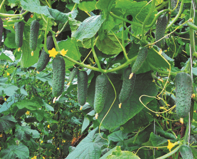 Вкусный и урожайный ранний огурец Гуннар F1 (7 семян)