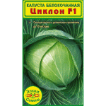 Циклон F1 - среднеспелый сорт белокачанной капусты с весом одного кочана до 4 кг