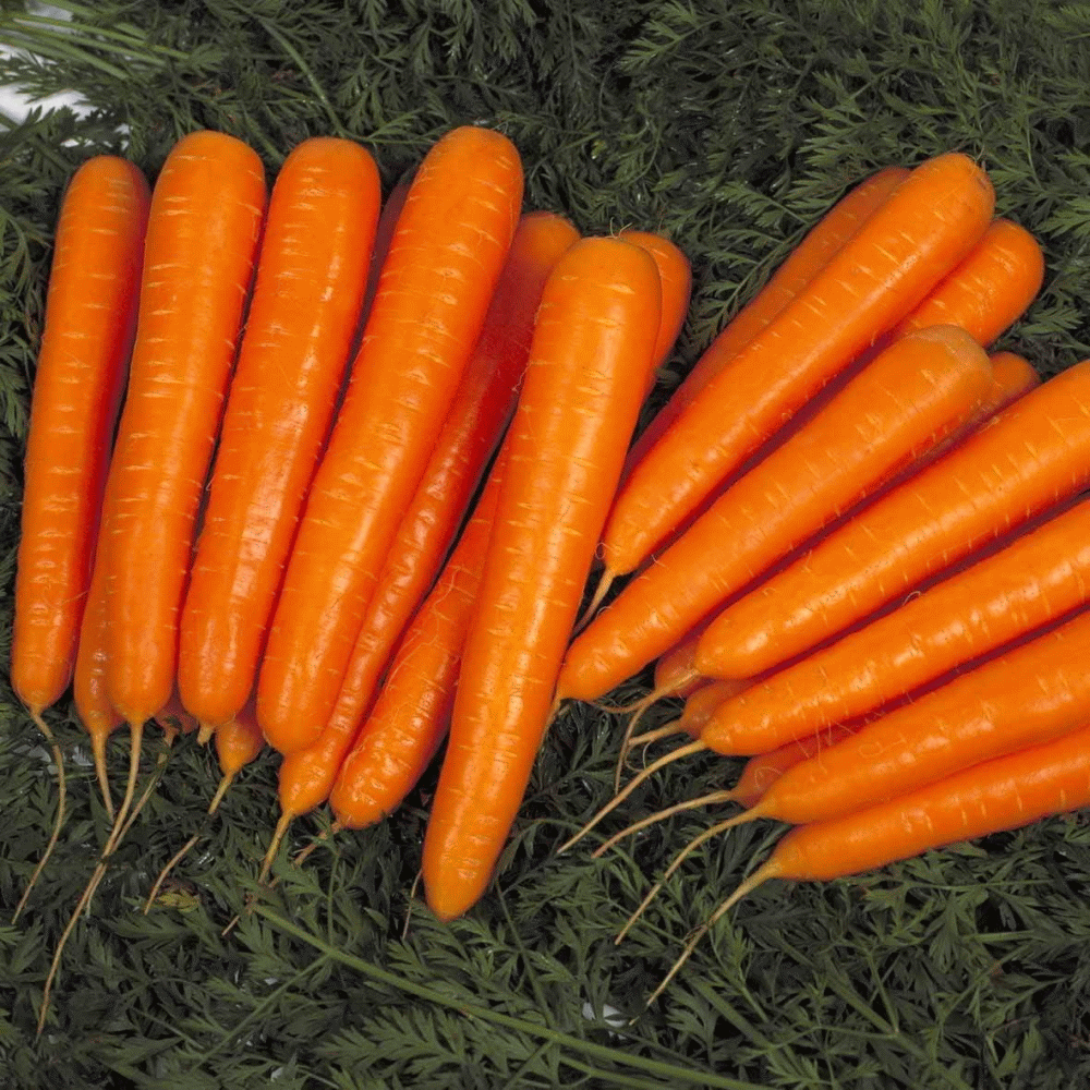 Серия ЭЛИТ: Морковь Лагуна Элит F1, 1 г, ранняя
