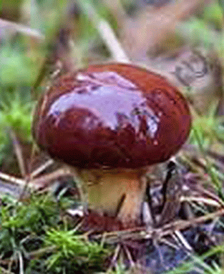 <b>Споры лесных маслят: </b> - выращенные на любом участке грибы!