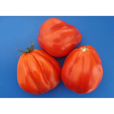 Тюрбан Магриба, томат, 5 семян