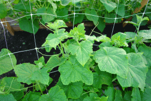 Шпалерная сетка для вьющихся растений Огурчик хаки поможет вашим растениям принести максимальный урожай