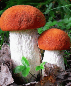 <b>Очищенные активированные споры Подосиновика: </b> - выращенная на любом участке грибница лесных грибов. Грибы растут быстро и многие годы будет богатый урожай!