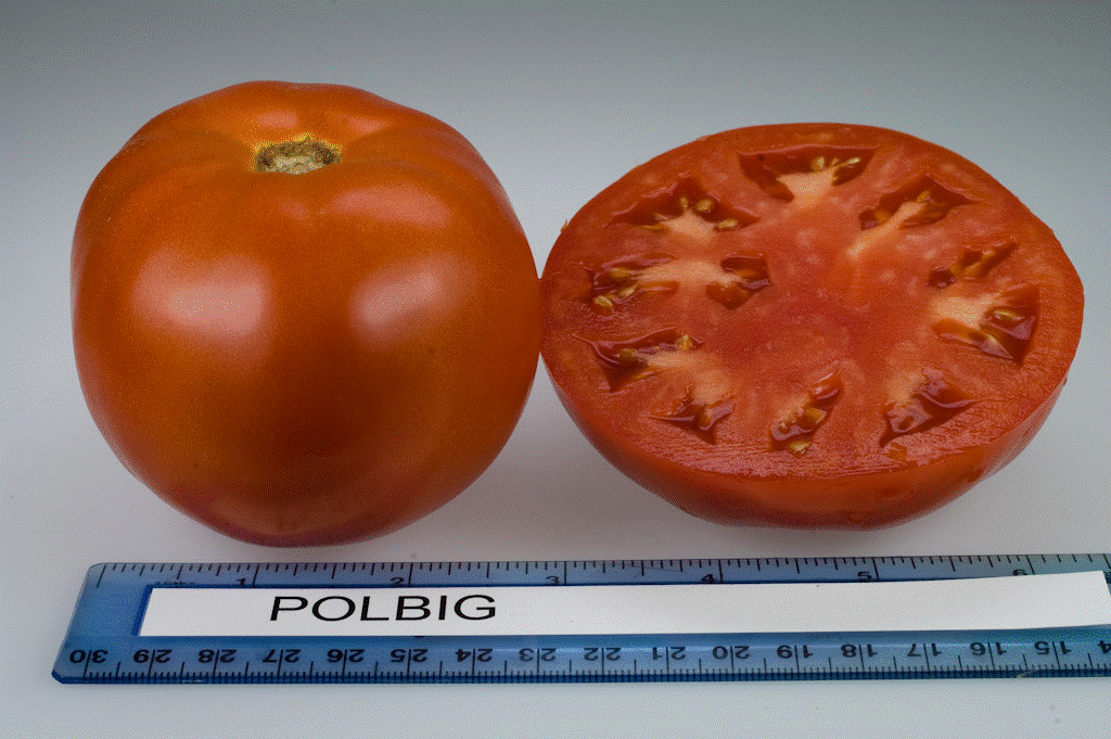 Семена ранних томатов Полбиг ЭЛИТ F1