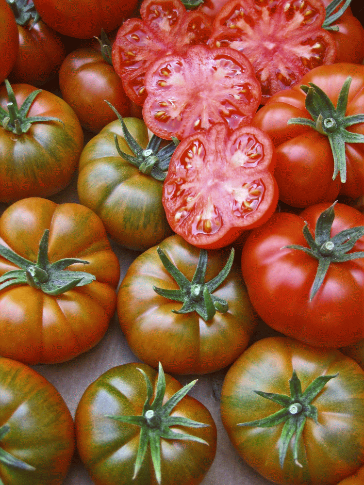 Первые семена томаты