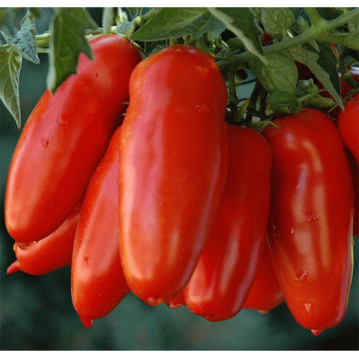 Сан Марцано, томат, 5 семян