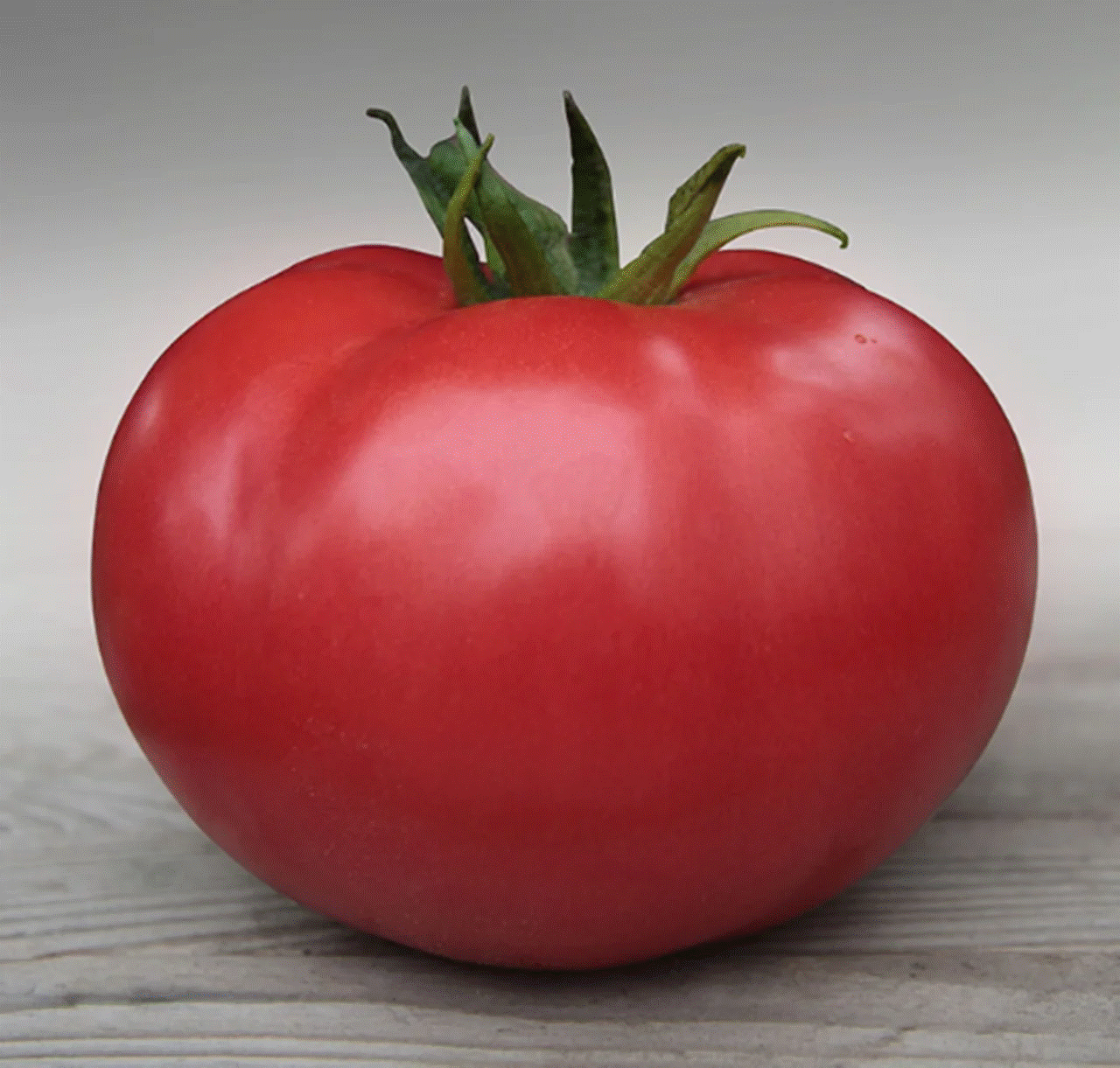 Из семян томата Бобкат ЭЛИТ F1 вырастают вкусные плоды, весом до 250 грамм