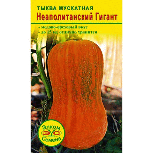 Из семян тыквы Неаполитанский Гигант вырастает тыка средним весом 15кг