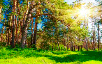 Используя в ландшафтном дизайне фотосетку Утро в лесу (шириной 2,5 метра), Вы создаете лесной пейзаж.