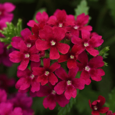 Семена цветов Вербена Кварц Бордо ЭЛИТ, PanAmeriСan SEEDS, 10 шт.
