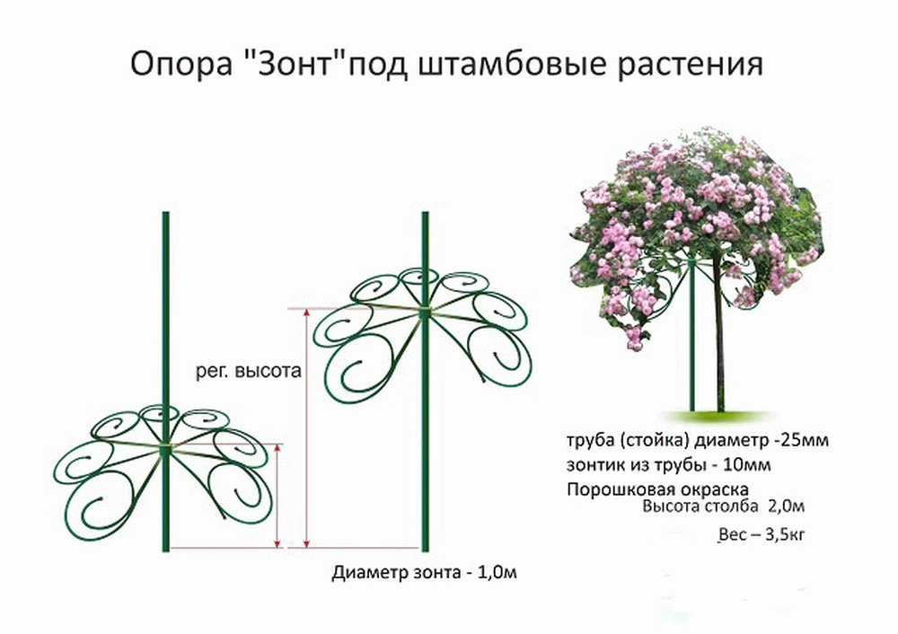 Формирование гортензии на штамбе схема