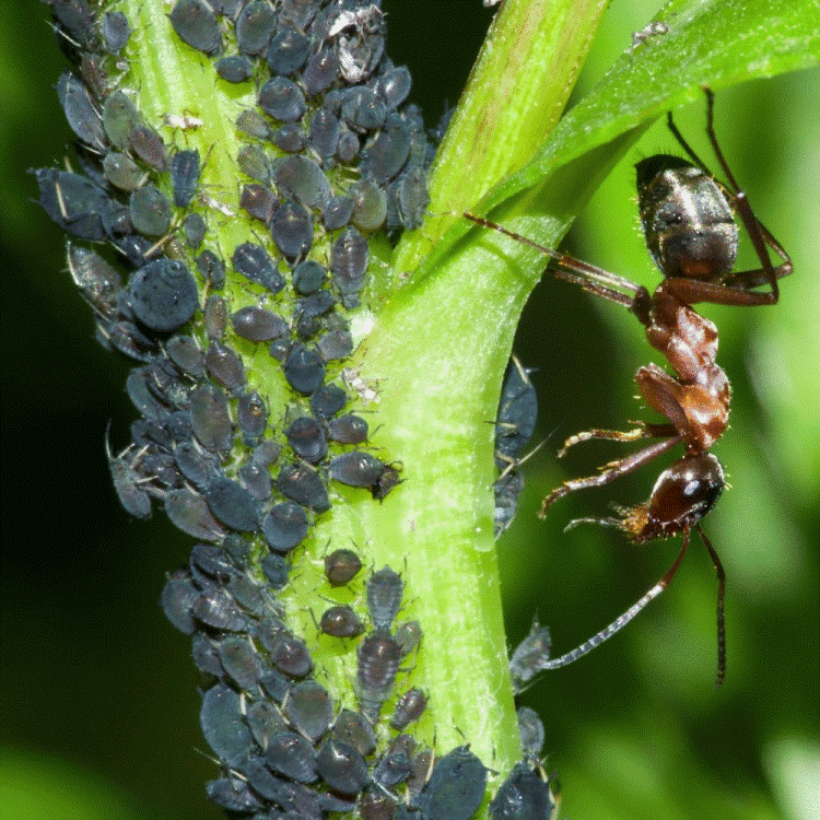 Средство для борьбы с муравьями Delicia 125 г
