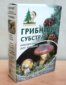 Грибница масленка обыкновенного - достаточно одного внесения для эффективного результата на всю жизнь растения