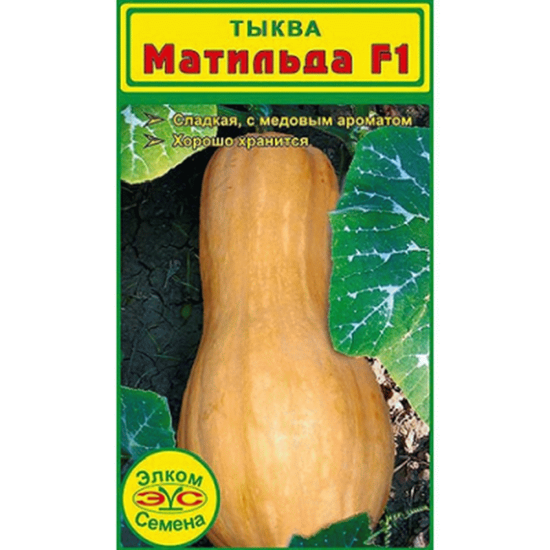 Матильда F1, высокоурожайная тыква, 5 семян