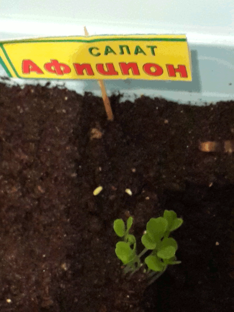 Семена Афицион рз - кочанный салат